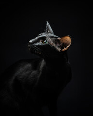 Portrait of a black cat with green eyes and big ears looks up on a black background. Oriental cat in the studio, dark atmospheric photography. Graceful pet on black. High quality vrttical photo