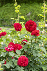 赤い薔薇　群生