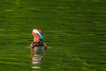 Mandarin duck swimming in a pond