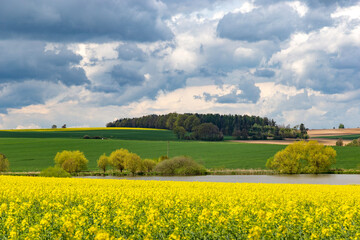 Obraz premium European landscape with spring fields. Canola fields.
