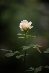 Close up orange rose flower in roses garden