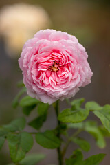 Close up Pink rose in the garden