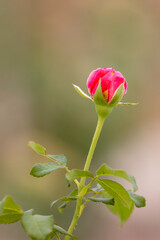 Close up red rose in the garden