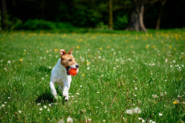 Active dog playing with toy ball on green grass at summer day. Pet walking in park. Jack Russell...