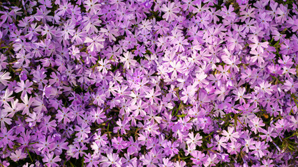 Obraz premium Background wallpaper from subulata phlox delicate pink color