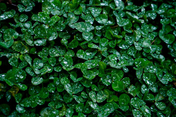 Green Leaves Background with Raindrops