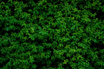 Background with wide green leaves