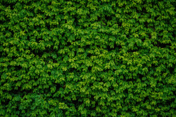 Background with wide green leaves