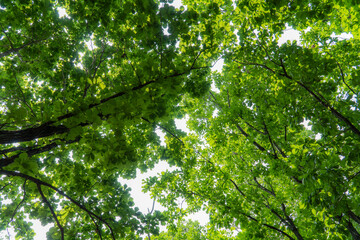 Fototapeta premium A background of tree leaves taken from the bottom up.