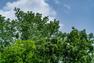 Trees in a forest with a midday sky as a backdrop