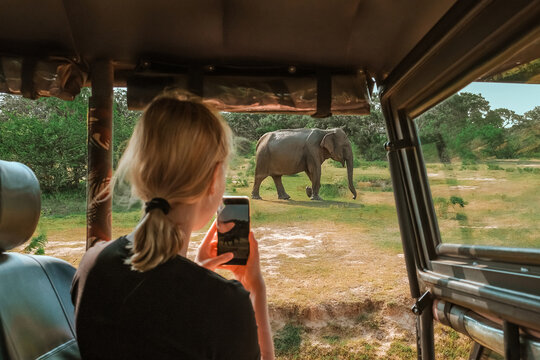 Wildlife safari.Eco travel in the jungle with wild animals elephants.Tropical tourism in the wild life of elephants.Road trip jungle,eco safari.Elephant wild life - Powered by Adobe