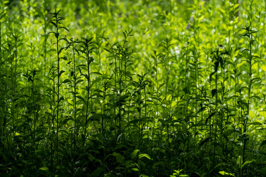 A background image of sunlight shining on grass in a forest.
