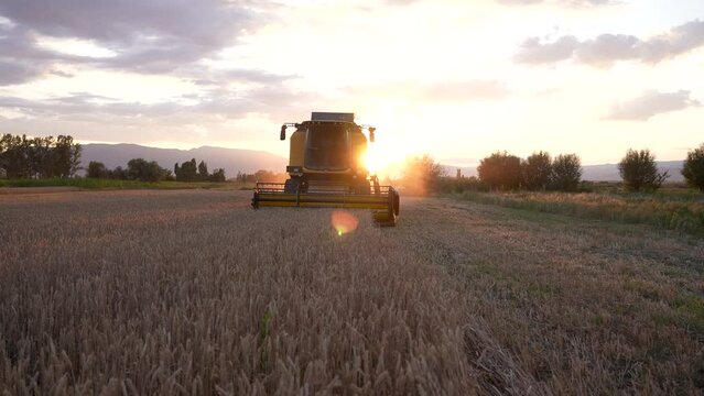 Combiner harvesting the wheat field during sunset