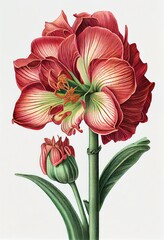 Amaryllis Flower Botanical Illustration, Hippeastrum Pot Flowers Painting, Abstract Generative AI Illustration