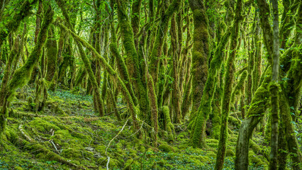 Obraz premium Vallon de la Fontaine Noire dans le département de l'Ain en France au printemps