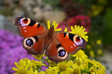 Schmetterling 1076 © K.-U. Häßler