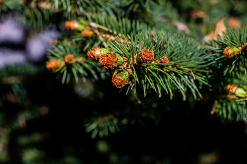 close up of pine needles