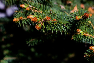branch of a pine