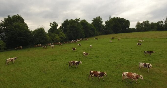 Vaches paissant dans la campagne normande
