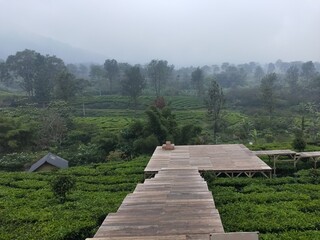 Photo of a wooden bridge in the middle of a tea plantation