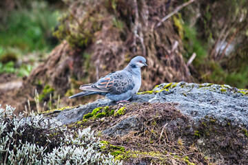 Dusky Turtle Dove  at Shira Camp, 3500 Meters on the Machame Route of the Kilimanjaro Trek, Tanzania