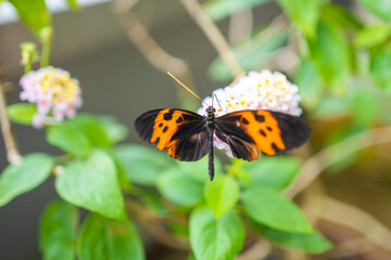 Beautiful butterfly in tropical forest of Botanic Garden in Prague, Europe