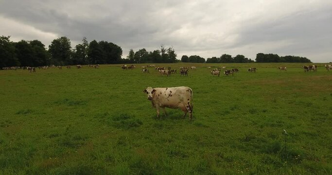 Vaches paissant dans la campagne normande