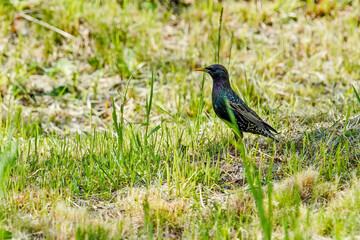 Common starling bird