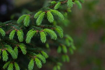 close up of a pine needles