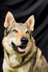 Cane lupo cecoslovacco
