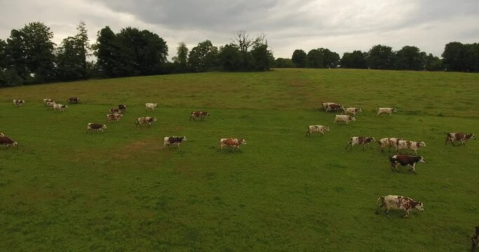 Vaches paissant dans la campagne normande