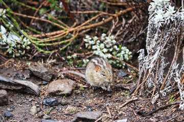 Four Striped Grass Mouse at Shira Camp, 3500 Meters on the Machame Route of the Kilimanjaro Trek, Tanzania
