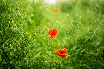 red poppy flower