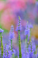 Veronica longifolia blauriesin or speedwells blue flowers selective focus.