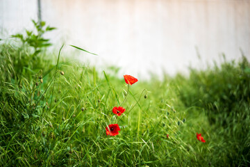 red poppy in grass