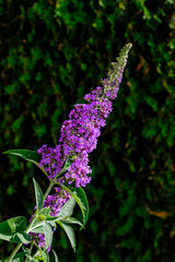 Buddleja davidii nanho blue flowers closeup on dark green background.
