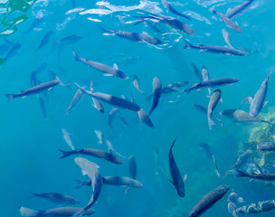 Herd mullet fish in the blue ocean water in Corralejo, Fuerteventura, can be used as natural background.