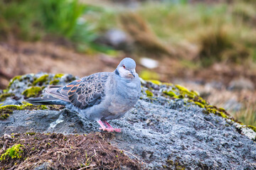 Dusky Turtle Dove  at Shira Camp, 3500 Meters on the Machame Route of the Kilimanjaro Trek, Tanzania