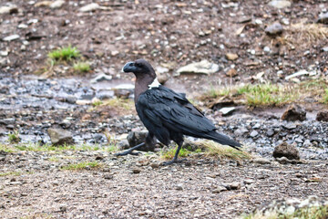 White Necked Raven commonly found at  at Shira Camp, 3500 Meters on the Machame Route of the Kilimanjaro Trek, Tanzania