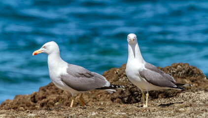 Couple of seagulls on the cliffs on the ocean on Gran Canaria, Spain.