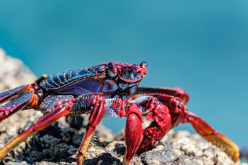 Red crab on the cliff close to the ocean on the Canary Islands.