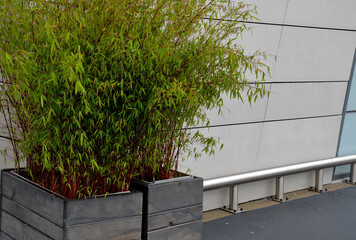 large bunches of bamboo in a wooden gray flower pot. in front of the industrial building in the parking lot. the building is made of glass and paneling. Surrounding it is a massive network of pipes 