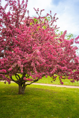 Blooming trees in botanic dendrology garden in spring time in Prague, Czech republic