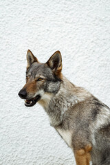 Cane lupo cecoslovacco