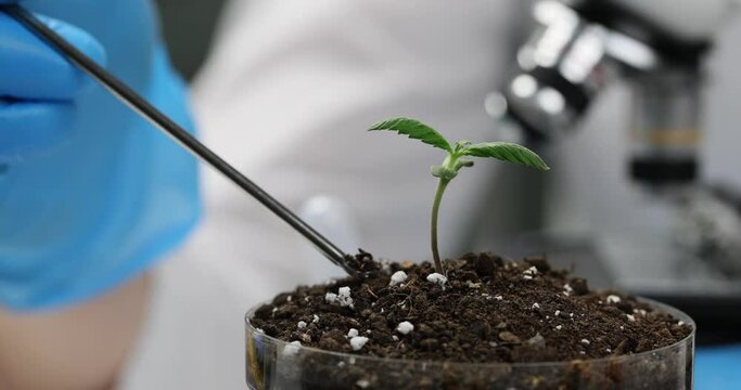 Biologist hand holding petri dish with soil plant takes soil sample. Biotechnology and plant care and protection