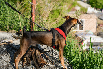 Miniature pinscher dog on a walk. Selective focus.