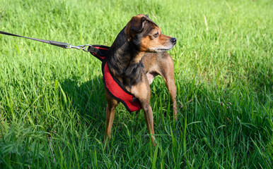 Miniature pinscher dog on a walk. Selective focus.