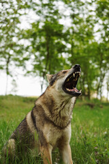 Cane lupo cecoslovacco