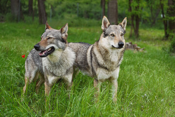 Cane lupo cecoslovacco