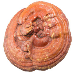 Giant Lingzhi mushroom, perfect condition, full of properties.
